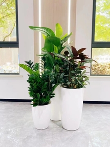 宁波江北花木租赁方案